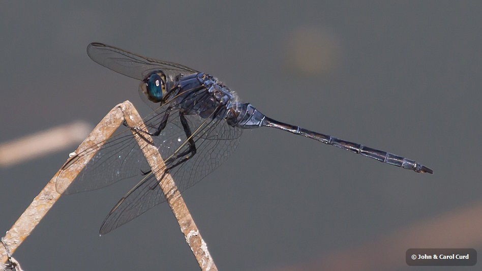 Orthetrum trinacria male-1432.jpg